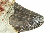 Carcharodontosaurus Tooth In Situ - Dekkar Formation, Morocco #252309-1
